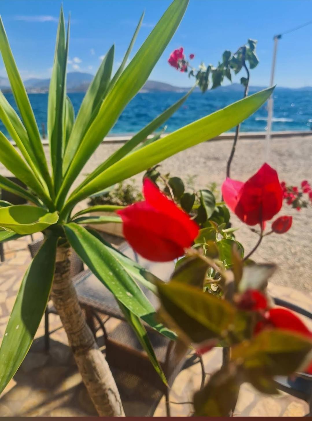Bioena Sarande